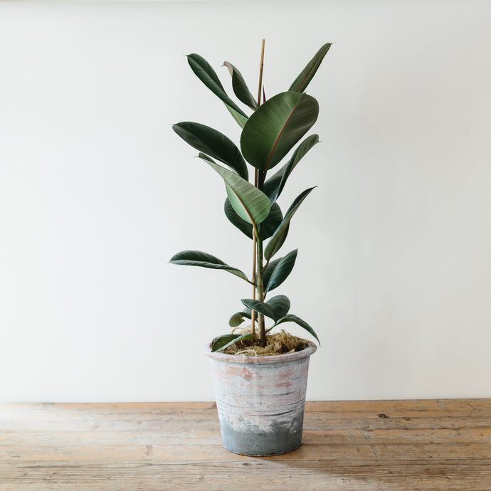 Ficus Elastica - Plant of the Month