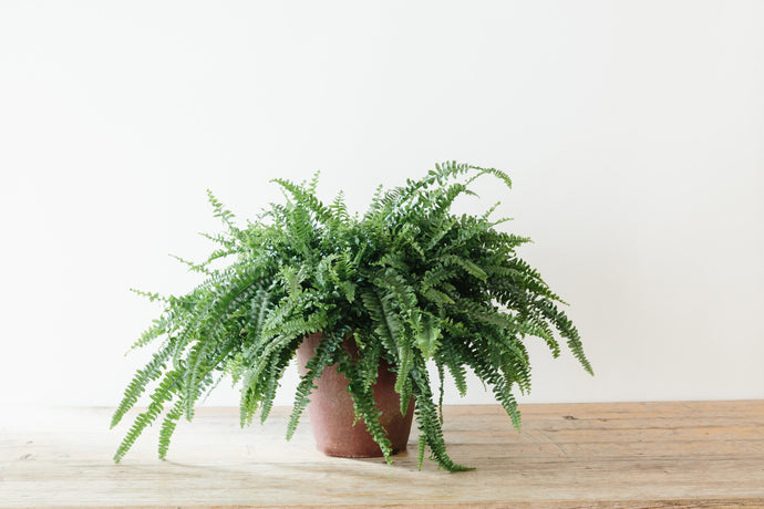 Boston Fern - Plant of the Month