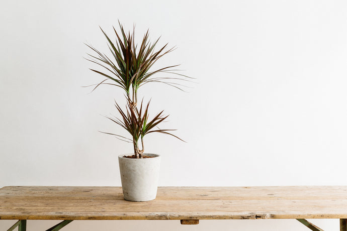 Dracena - Plant of the Month