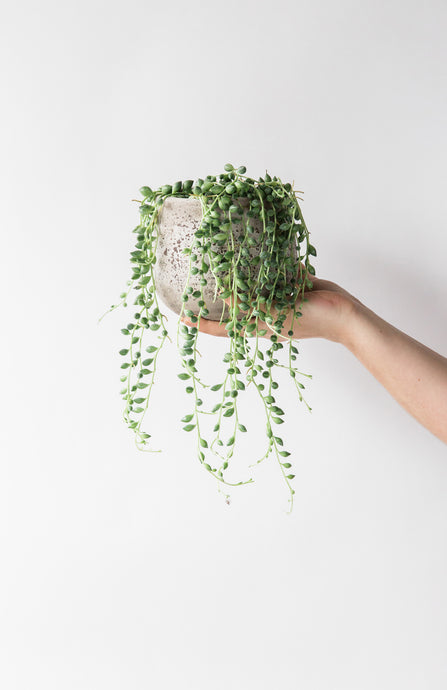 String Of Pearls - Plant of the Month
