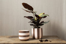 Load image into Gallery viewer, Bold Striped Pot - Dia: 12cm, 15cm