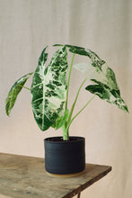 Load image into Gallery viewer, Alocasia micholitziana 'Frydek Variegata'