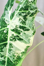 Load image into Gallery viewer, Alocasia micholitziana 'Frydek Variegata'