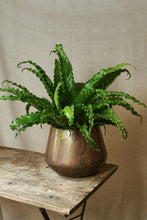 Load image into Gallery viewer, Asplenium osaka "Crispy Wave"