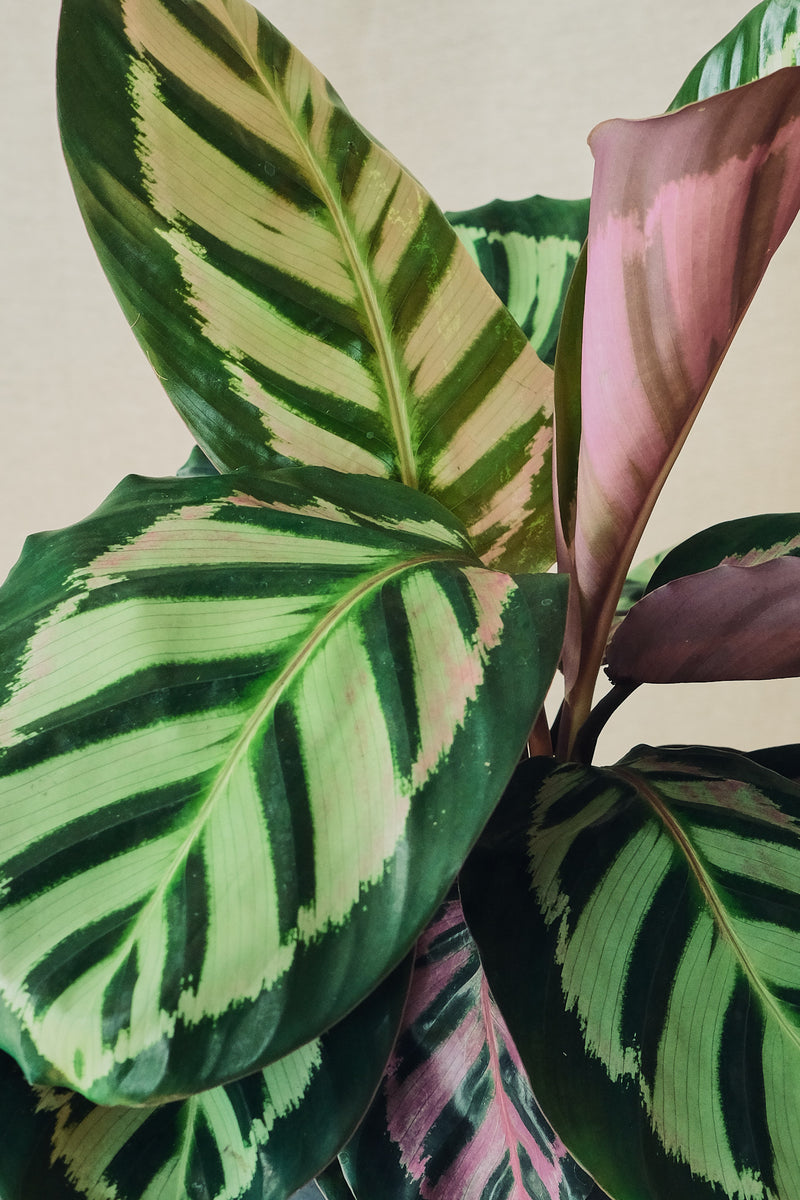 Calathea roseopicta 'Cora' – Forest
