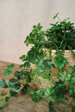 Load image into Gallery viewer, Cissus striata