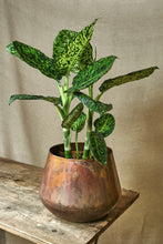 Load image into Gallery viewer, Dieffenbachia Reflector