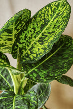 Load image into Gallery viewer, Dieffenbachia Reflector