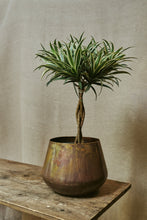 Load image into Gallery viewer, Dracaena Reflexa