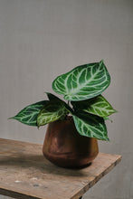 Load image into Gallery viewer, Anthurium crystallinum "Silver Blush"