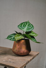 Load image into Gallery viewer, Anthurium crystallinum "Silver Blush"