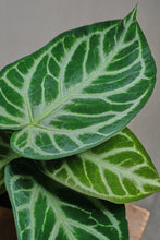 Load image into Gallery viewer, Anthurium crystallinum "Silver Blush"