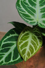 Load image into Gallery viewer, Anthurium crystallinum "Silver Blush"