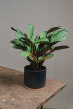 Load image into Gallery viewer, Ctenanthe burle-marxii 'Amagris'