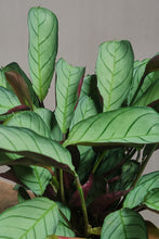 Load image into Gallery viewer, Ctenanthe burle-marxii 'Amagris'