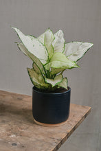 Load image into Gallery viewer, Aglaonema "White Joy"