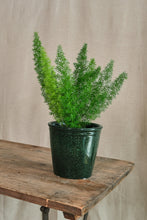 Load image into Gallery viewer, Asparagus densiflorus 'Myers'