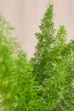Load image into Gallery viewer, Asparagus densiflorus 'Myers'