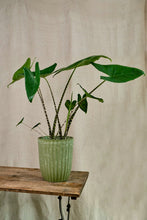 Load image into Gallery viewer, Alocasia Zebrina