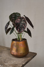 Load image into Gallery viewer, Alocasia cuprea "Red Secret"