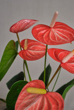 Load image into Gallery viewer, Anthurium Livium Orange