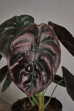 Load image into Gallery viewer, Alocasia cuprea "Red Secret"