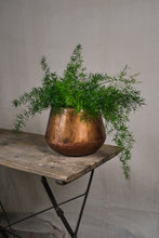Load image into Gallery viewer, Asparagus densiflorus Sprengeri