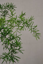 Load image into Gallery viewer, Asparagus densiflorus Sprengeri