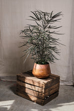 Load image into Gallery viewer, Dizygotheca elegantissima