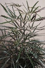 Load image into Gallery viewer, Dizygotheca elegantissima