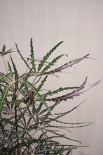 Load image into Gallery viewer, Dizygotheca elegantissima