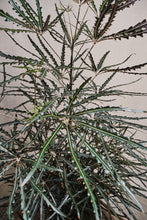 Load image into Gallery viewer, Dizygotheca elegantissima