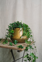 Load image into Gallery viewer, Cissus striata