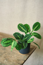 Load image into Gallery viewer, Maranta leuconeura 'Lemon Lime'