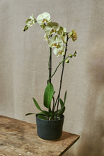 Load image into Gallery viewer, Phalaenopsis "Golden Coin"