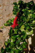 Load image into Gallery viewer, Aeschynanthus Radicans