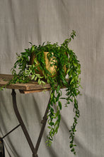 Load image into Gallery viewer, Aeschynanthus Japhrolepis