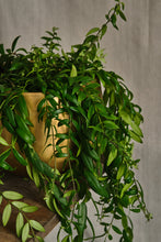 Load image into Gallery viewer, Aeschynanthus Japhrolepis