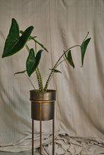 Load image into Gallery viewer, Alocasia Zebrina