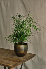 Load image into Gallery viewer, Asparagus &quot;Falcatus&quot; Fern House Plant
