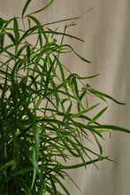 Load image into Gallery viewer, Asparagus "Falcatus"