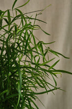 Load image into Gallery viewer, Asparagus &quot;Falcatus&quot; Fern House Plant
