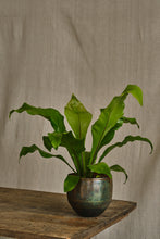 Load image into Gallery viewer, Asplenium Nidus