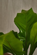 Load image into Gallery viewer, Asplenium Nidus