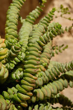 Load image into Gallery viewer, Crassula Marnieriana