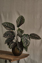 Load image into Gallery viewer, Calathea Ornata