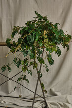 Load image into Gallery viewer, Cissus rhombifolia 'Ellen Danica'