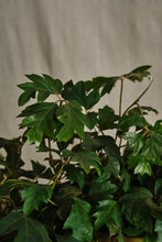 Load image into Gallery viewer, Cissus rhombifolia 'Ellen Danica'