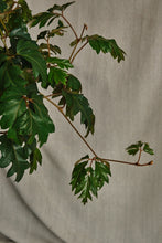 Load image into Gallery viewer, Cissus rhombifolia 'Ellen Danica'