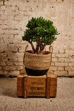 Load image into Gallery viewer, Crassula Hobbit (Local Delivery or Click & Collect Only)